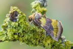 Diachrysia chrysitis, una graziosa falena della famiglia Noctuidae
Critiche e commenti sono graditi
[url=http://funkyimg.com/view/2tQ2X]H.R.[/url]
MVM2832