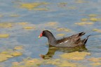 Gallinella d'acqua