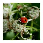 coccinella II coccinella II