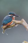 Kingfisher Kingfisher