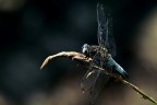 Libellula frontenera Libellula frontenera