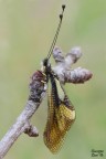 Libelloides lacteus