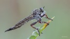 Asilide
