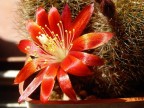 Rebutia fulviseta Rebutia fulviseta