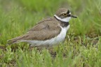 Corriere piccolo (Charadrius dubius) Corriere piccolo (Charadrius dubius)
