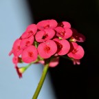 Spina Christi... il fiore