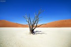 Dead Vlei e l'albero d'acacia Dead Vlei e l'albero d'acacia