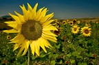 Girasoli Girasoli