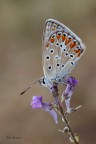 Polyommatus icarus - Licenide