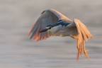 in volo