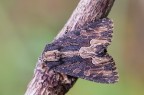 A maggio fa la sua comparsa questa bella falena, la Dypterygia scabriuscula, un Noctuidae che in inglese viene chiamata "ali d'uccello"
Critiche e commenti sono graditi
[url=http://funkyimg.com/view/2uqjH]H.R.[/url]
MVM2828