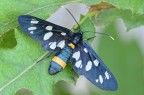 Syntomys phegea