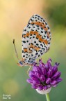 Melitaea didyma