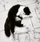 Gatto B&amp;N