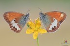 Coenonympha arcania 