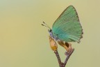 Callophrys rubi