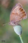 Maniola jurtina