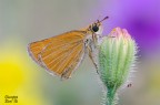 Lepidottera