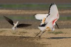 cavaliere VS ibis sacro