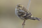 Verzellino (Serinus serinus) Verzellino (Serinus serinus)
