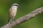 sony a99; minolta 400mm; iso 100; f7.1; 1/320sec
al mio capanno ogni tanto arriva qualcosa di nuovo :)