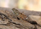 Cicala dei Tamerici Cicala dei Tamerici