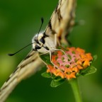 Solo Humor Photo...la farfalla ha ritrovato la lantana fiorita, suo vecchio amore, le avevan detto che era seccata...ritrovarla in piena forma le ha scatenato una tempesta ormonale......

kampes