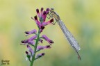 Ischnura elegans