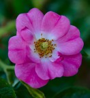 Rosellina
