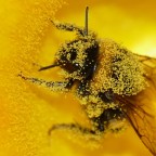 E' un croppone, ma volevo mettere bene in evidenza quel mare di sferette tonde tonde....il fiore  un fiore di zucca, ci ha lavorato dentro per un bel po' a testa bassa fino in fondo, ho dovuto aspettare che si rimpinzasse ed aspettarla all'uscita....

kampes