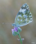Pontia Edusa
