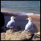 diffidenza diffidenza