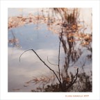 La vena aurea... La vena aurea...