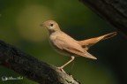 usignolo ( Luscinia megarhynchos ) usignolo ( Luscinia megarhynchos )