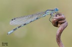 Damigella