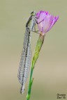 Damigella Damigella