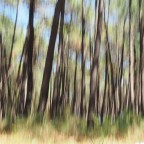 alberi fatati alberi fatati