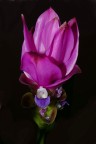 ***Curcuma***