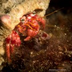 Dardanus calidus Dardanus calidus