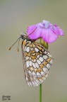 Melitaea Melitaea