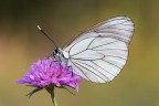 Aporia Aporia
