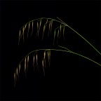 Fili d'erba Fili d'erba