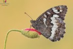 Brintesia circe Brintesia circe