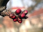 nuovi germogli nuovi germogli