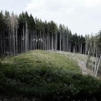 Sul limitare del bosco Sul limitare del bosco