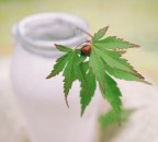 ladybug