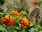 La lantana ricomincia a funzionare....

kampes