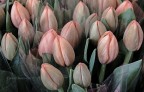 Tulipani Tulipani