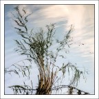 riflessi