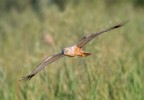 Falco di palude Falco di palude